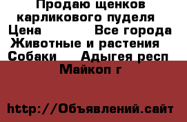 Продаю щенков карликового пуделя › Цена ­ 2 000 - Все города Животные и растения » Собаки   . Адыгея респ.,Майкоп г.